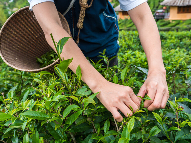 person harvesting plants